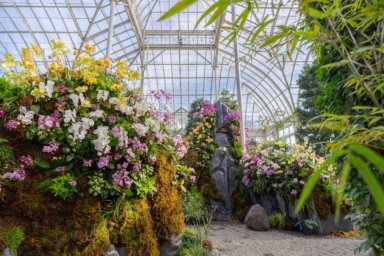 The Orchid Show Returns to NYBG for its 20th Year