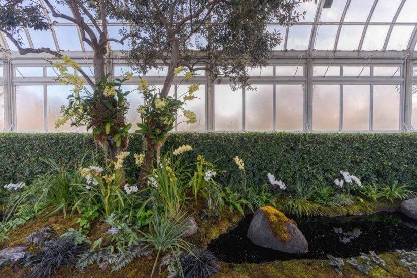 The Orchid Show Returns to NYBG for its 20th Year