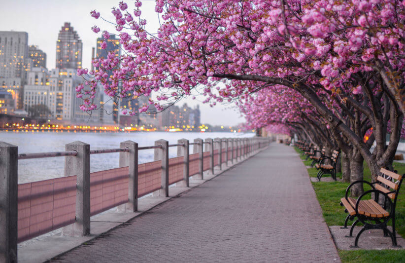 cherry blossoms in nyc