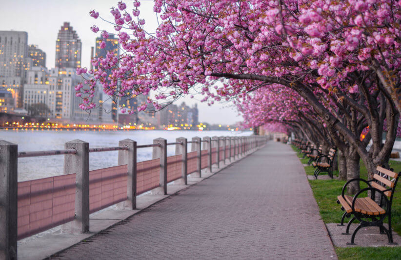 Where to See Cherry Blossoms in NYC