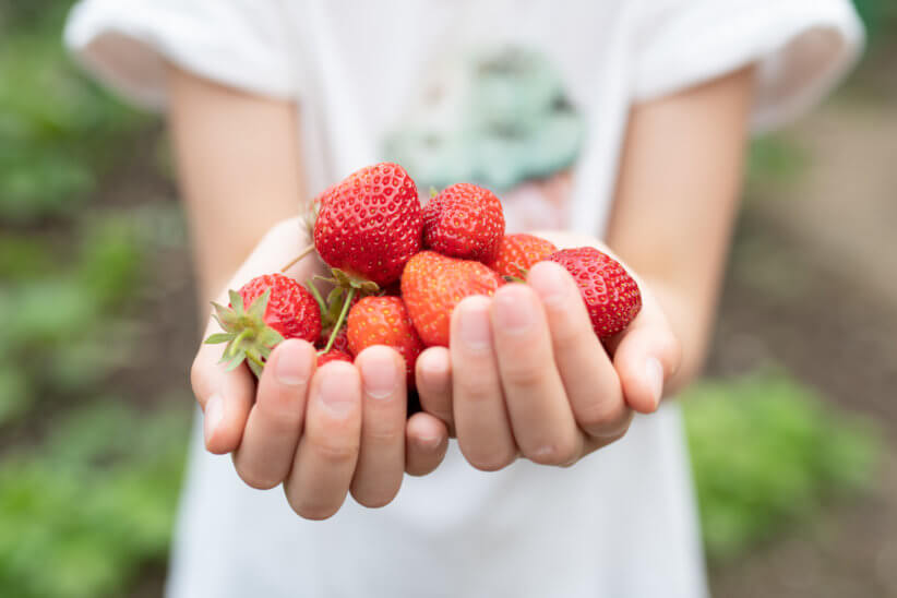 strawberry picking