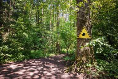 How to Stay Safe From Ticks and Tick Bites