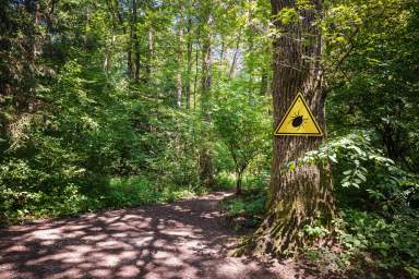 How to Stay Safe From Ticks and Tick Bites