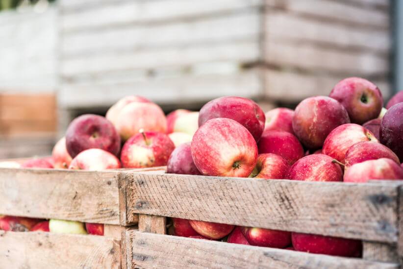 Long island has some of the best apple picking in New York