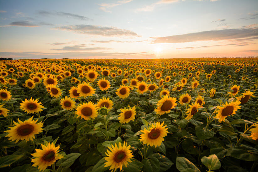 10 Sunflower Fields Near New York City