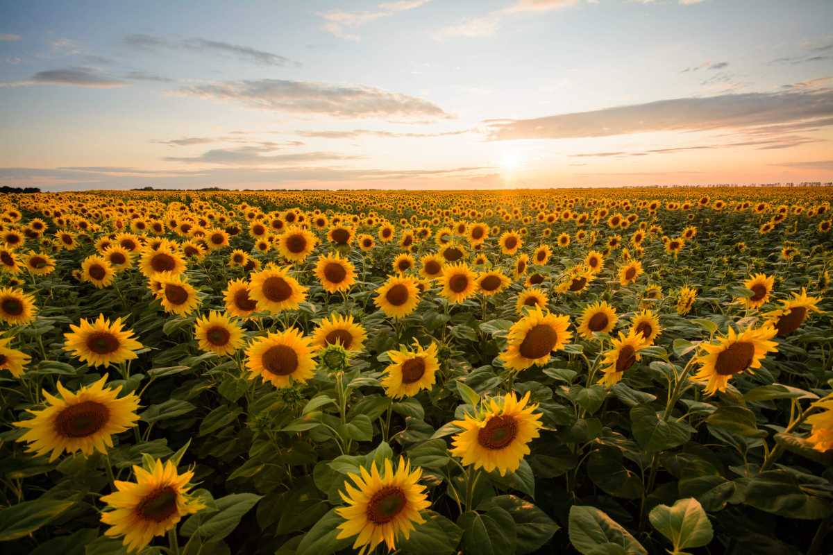 A vast sunflower field stretches to the horizon under a vibrant sunset sky, with golden blooms facing the warm evening light.