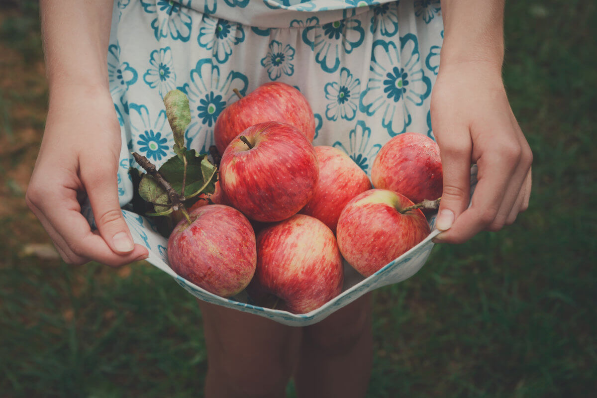 16 Best Apple Picking Near New York City New York Family