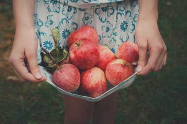 Girl holds apples in skirt hemline