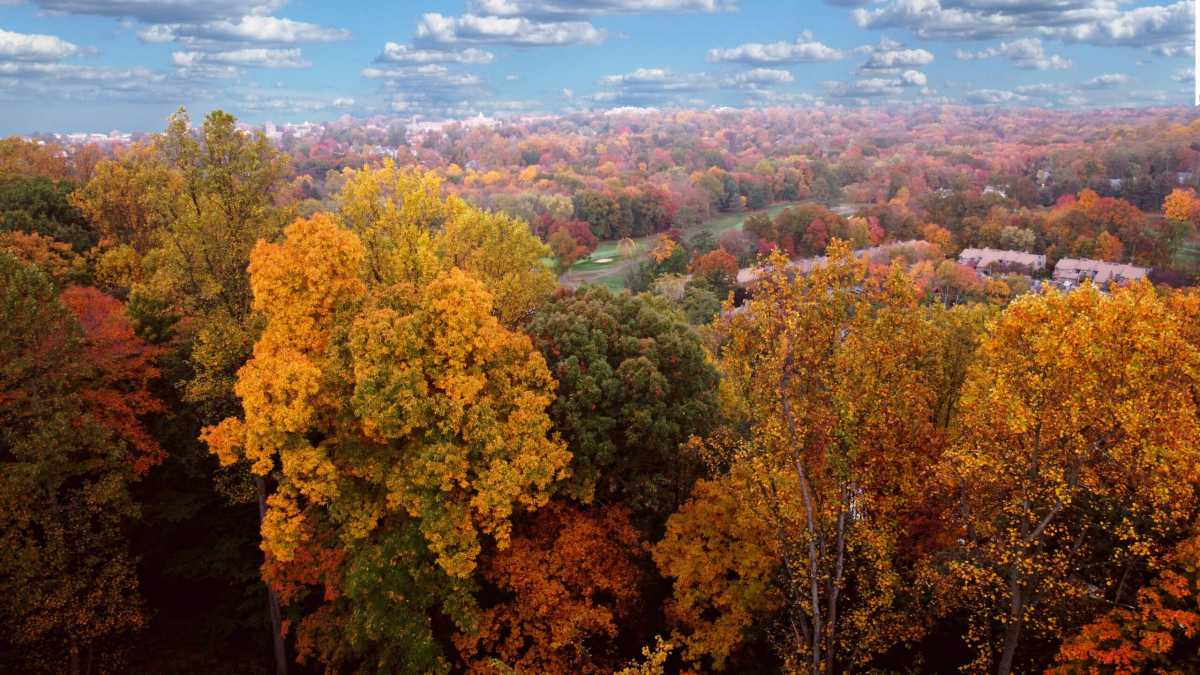 Aerial view of a vast forest with autumn foliage in orange, yellow, and red, under a blue sky with scattered clouds.