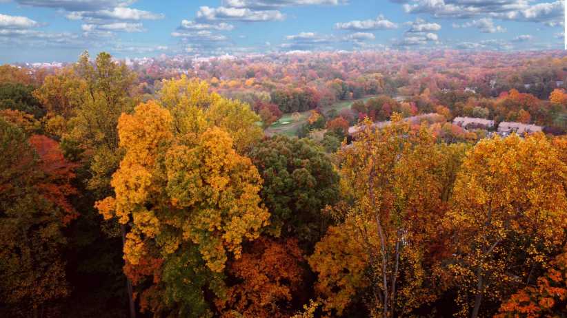 Aerial view of a vast forest with autumn foliage in orange, yellow, and red, under a blue sky with scattered clouds.