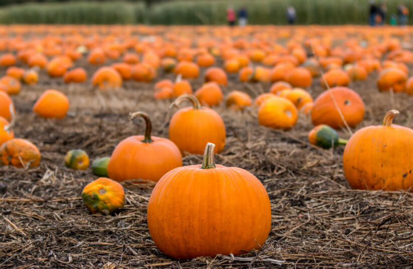 The Best Pumpkin Picking Patches Near New York City 