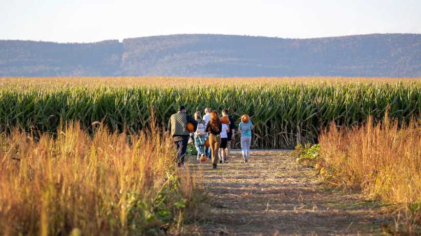 A group of people walk along a path toward a tall cornfield, bordered by grass and mountains in the background, on a sunny day.