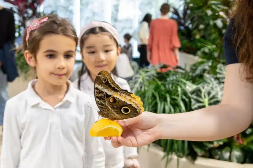 The Davis Family Butterfly Vivarium is now open year-round at the Gilder Center