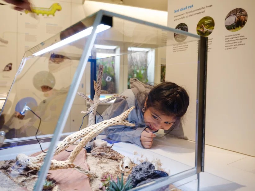 A visitor getting up close at the Susan and Peter J. Solomon Family Insectarium