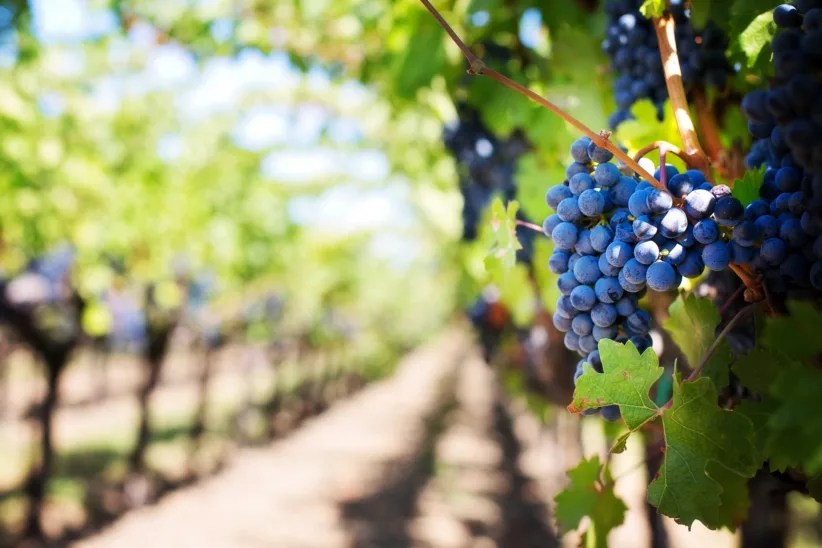 7 Kid-Friendly Wineries on Long Island