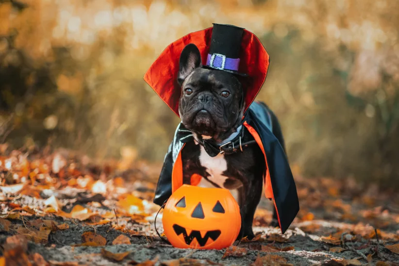 10 Halloween Pet Parades in NYC and on Long Island