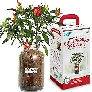 chili pepper growing kit