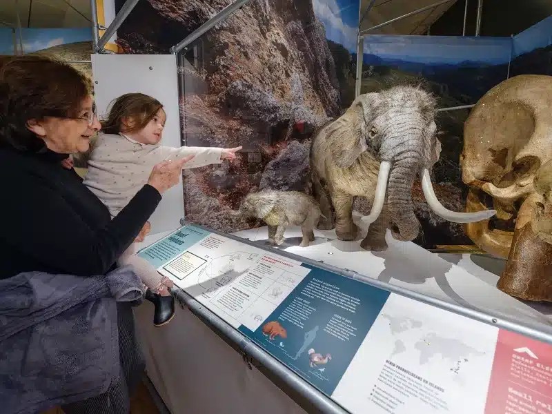 elephants NYC AMNH