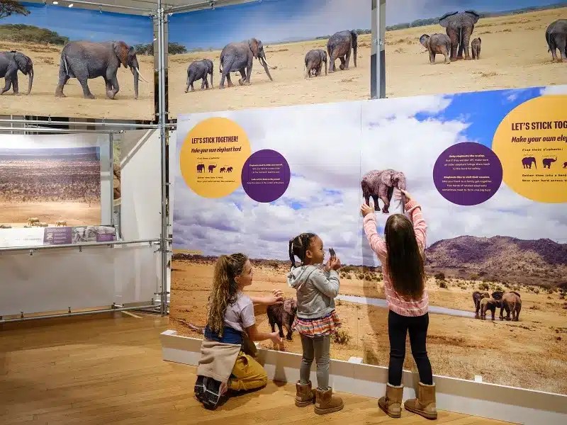 elephants NYC AMNH