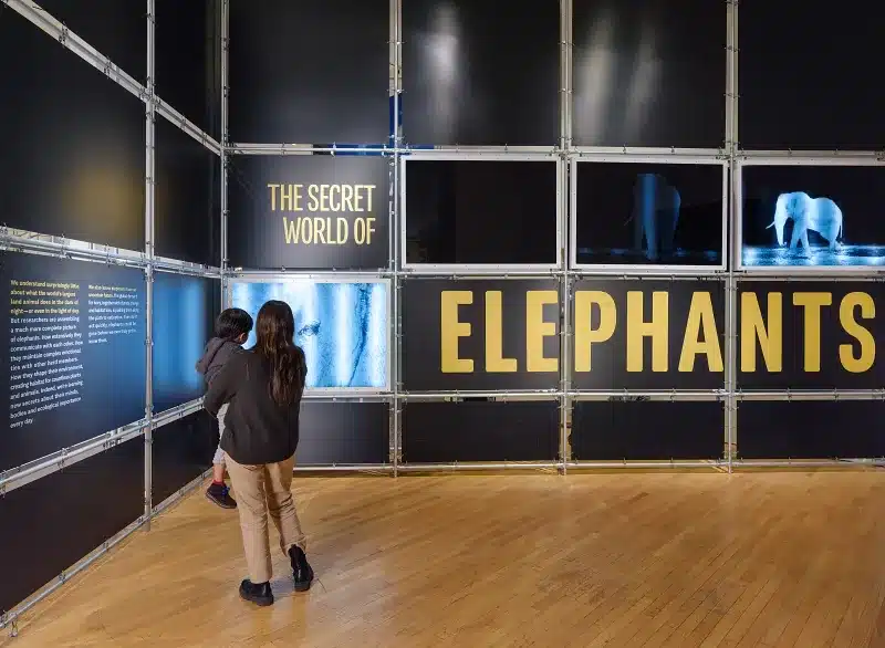 elephants NYC AMNH