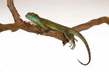 03.-Green-Basilisk_DF_1956F