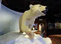 5-polarbear