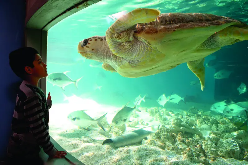 maritime aquarium turtle