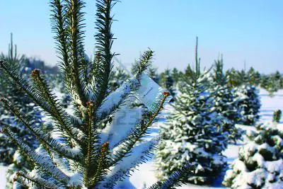christmas tree farm