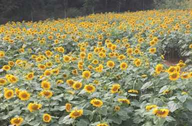 Altede-Farms-Sunflowers