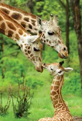 Animal Tales Extravaganza, Bronx Zoo; giraffes at the Bronx Zoo; mom and baby giraffe