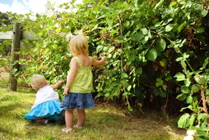 little girls picking raspberries; where to pick your own berries in ny, nj, and ct