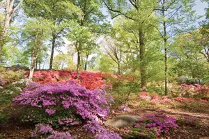 Azalea Garden at New York Botanical Garden