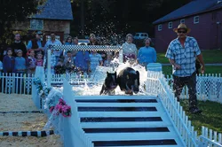 swimming pig races at John Jay Homestead's Barn Dance
