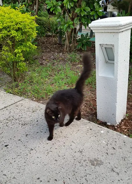 Cat Sanibel Harbour Resort