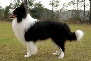 Border-Collie