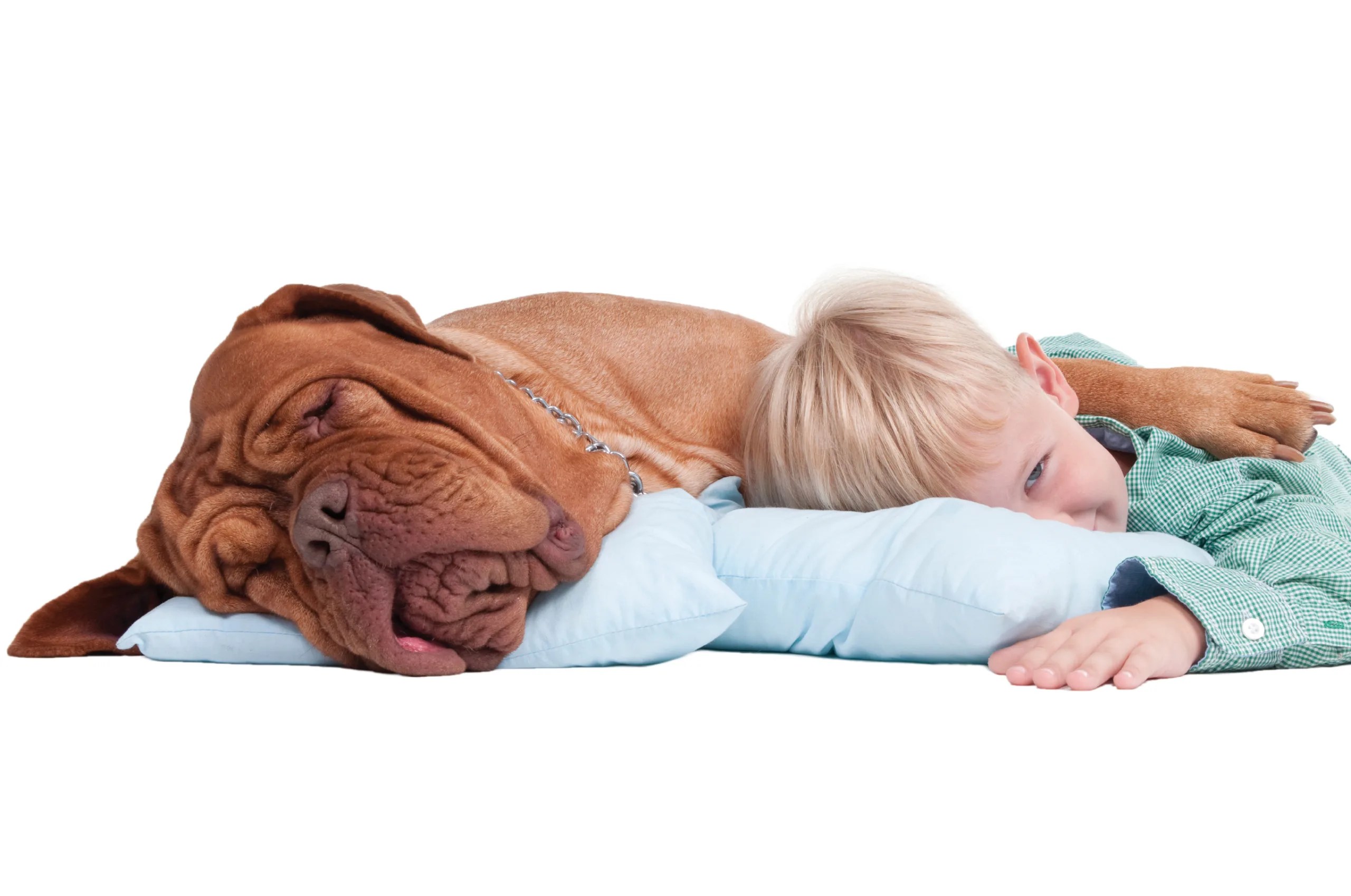 Boy and Dog on Floor