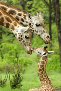 giraffes; parents and baby giraffe; Bronx Zoo; Animal Tales Extravaganza
