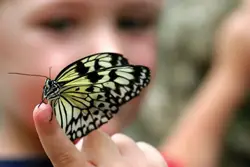 butterfly on finger; child holding a butterfly; black and yellow butterfly