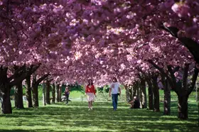 Brooklyn Botanic Garden, Cherry Blosson Festival