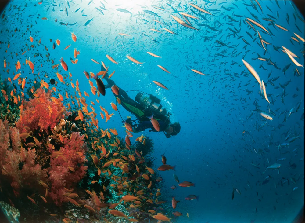 Coral Reef Adventure under the sea