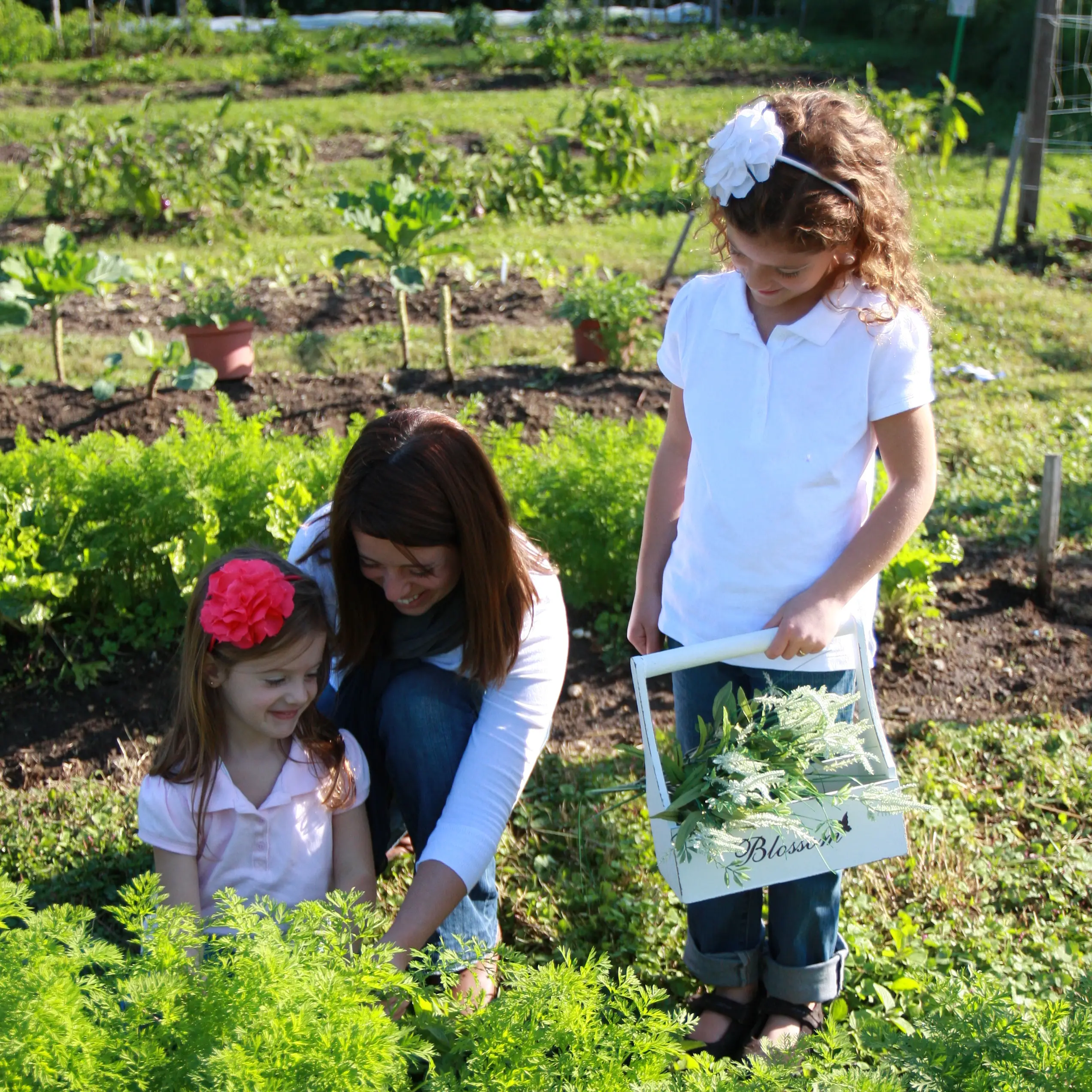 Culinary Therapy founder Lisa Gatti picks carrots with her daughters in their vegetable garden.