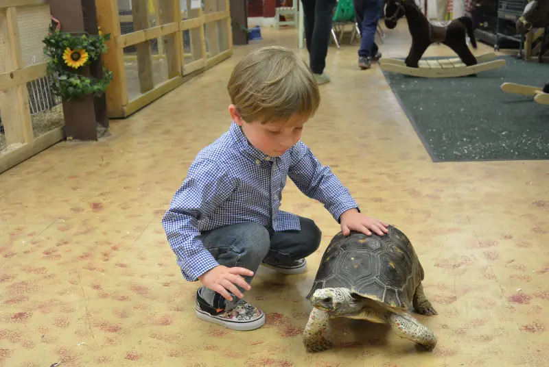 boy with turtle