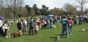 Long Island Dog Games, Demonstrations, and Exhibits