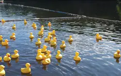 rubber ducks floating in a pond; Camp Pa-Qua-Tuck's Annual Family Style BBQ and Duck Race