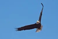 Eagle