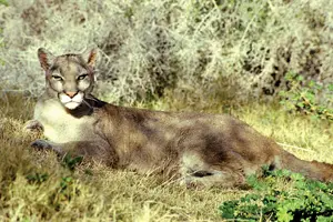 eastern cougar