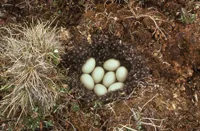 eggs; bird nest; birg eggs; egg hunt
