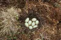 Eggstravaganza