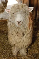 Prospect Park Zoo's annual Fleece Festival; sheep; sheep shearing