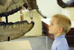 little boy looking at dinosaur bones in a museum